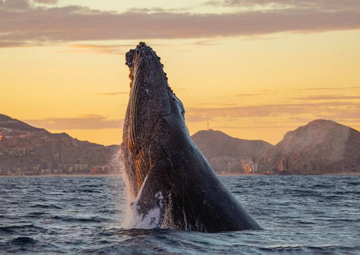 Whale Watching Package : Stay + One whale-watching experience. Playa Grande Resort & Grand Spa Cabo San Lucas Whale Watching Package : Stay + One whale-watching experience. Playa Grande Resort & Grand Spa Cabo San Lucas